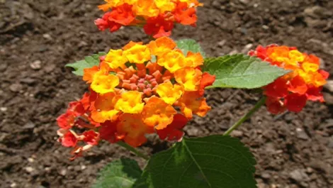 Lantana camara