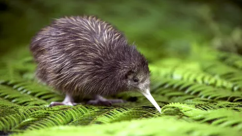 Early reservations for .kiwi websites underway…